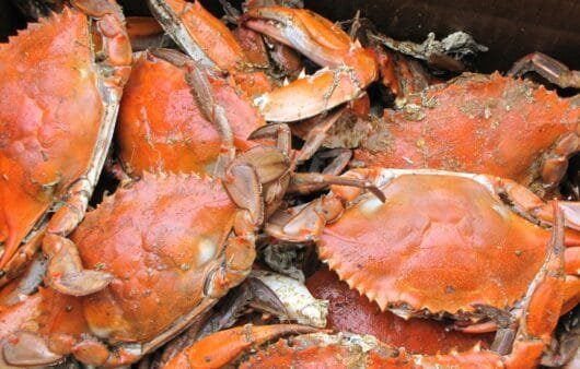 Crunchy & Nutty Crab Cakes (Gluten-Free, Dairy-Free, Soy-Free)