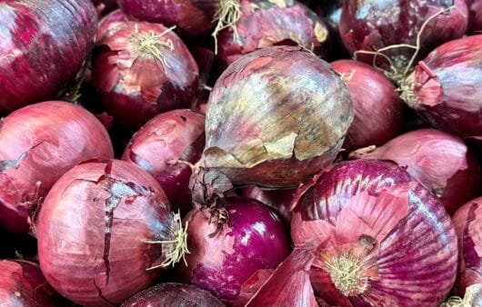 Cebolla floreciente horneada con cáñamo sin cereales (sin cereales, lácteos ni soja)
