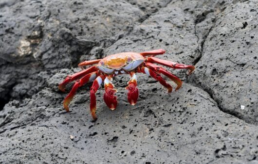 Hempy King Crab Cakes (Gluten-Free, Dairy-Free, Soy-Free)